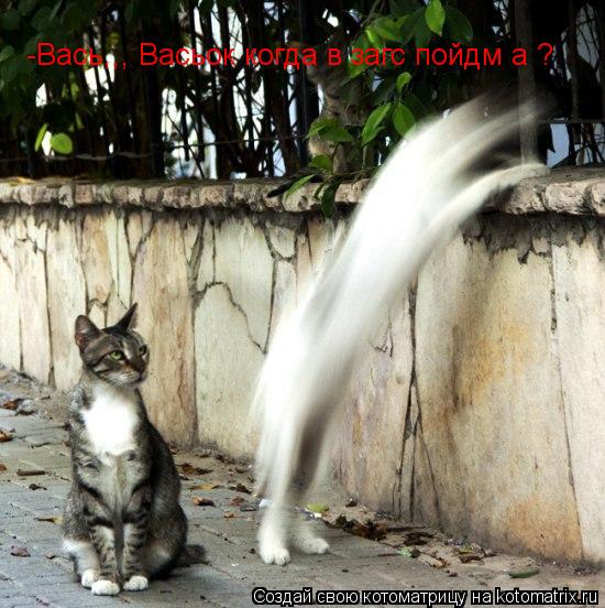-Вась,,, Васьок когда в загс пойдм а ?... Котоматрица: -Вась,,, Васьок когда в загс пойдм а ?