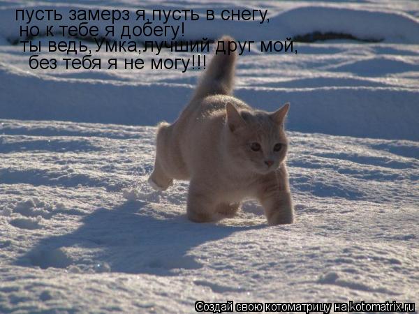 пусть замерз я,пусть в снегу, но к тебе я добегу! ты ведь,Умка,лучший друг мой, без тебя я не могу!!!... Котоматрица: пусть замерз я,пусть в снегу, но к тебе я добегу! ты ведь,Умка,лучший друг мой, без тебя я не могу!!!