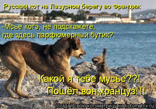 Русский кот на Лазурном берегу во Франции: -Мсье котэ, не подскажете, где здесь парфюмерный бутик? Ка... Котоматрица: Русский кот на Лазурном берегу во Франции: -Мсье котэ, не подскажете, где здесь парфюмерный бутик? Какой я тебе мусье??! Пошёл вон,хранцуз!!!