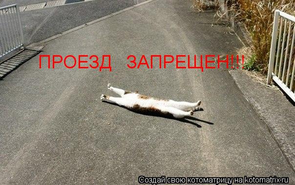 ПРОЕЗД ЗАПРЕЩЕН!!!... Котоматрица: ПРОЕЗД ЗАПРЕЩЕН!!!