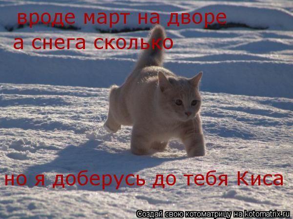 вроде март на дворе а снега сколько но я доберусь до тебя Киса... Котоматрица: вроде март на дворе а снега сколько но я доберусь до тебя Киса