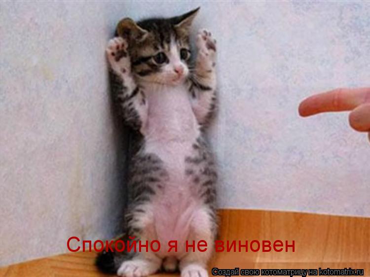 Спокойно я не виновен... Котоматрица: Спокойно я не виновен