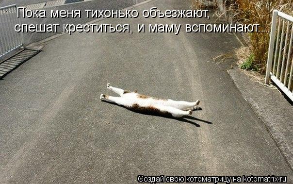 Пока меня тихонько объезжают, спешат креститься, и маму вспоминают...... Котоматрица: Пока меня тихонько объезжают, спешат креститься, и маму вспоминают...