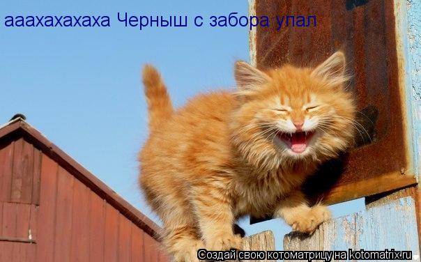 ааахахахаха Черныш с забора упал... Котоматрица: ааахахахаха Черныш с забора упал
