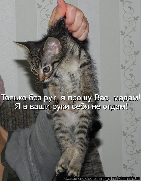 Только без рук, я прошу Вас, мадам! Я в ваши руки себя не отдам!... Котоматрица: Только без рук, я прошу Вас, мадам! Я в ваши руки себя не отдам!