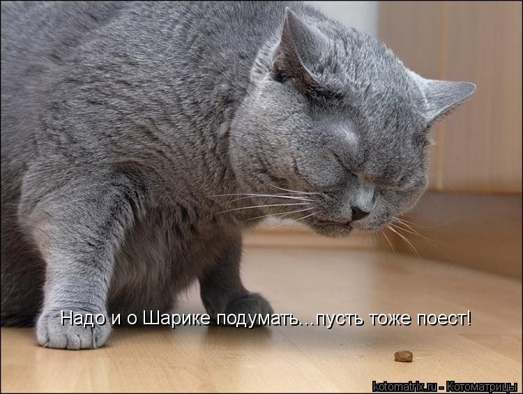 Надо и о Шарике подумать...пусть тоже поест!... Котоматрица: Надо и о Шарике подумать...пусть тоже поест!