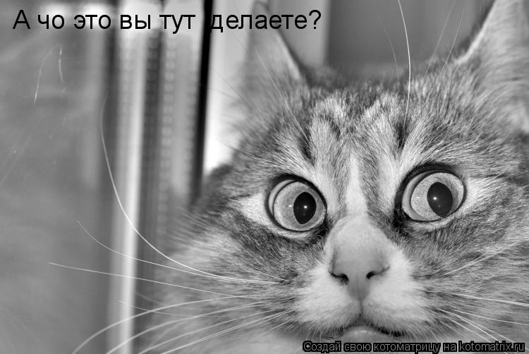 А чо это вы тут делаете?... Котоматрица: А чо это вы тут делаете?