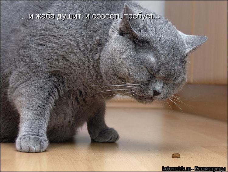 ... и жаба душит, и совесть требует ...... Котоматрица: ... и жаба душит, и совесть требует ...