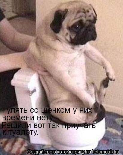 Гулять со щенком у них времени нету - Решили вот так приучать к туалету.... Котоматрица: Гулять со щенком у них времени нету - Решили вот так приучать к туалету.