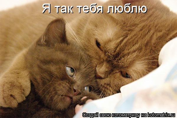 Я так тебя люблю... Котоматрица: Я так тебя люблю