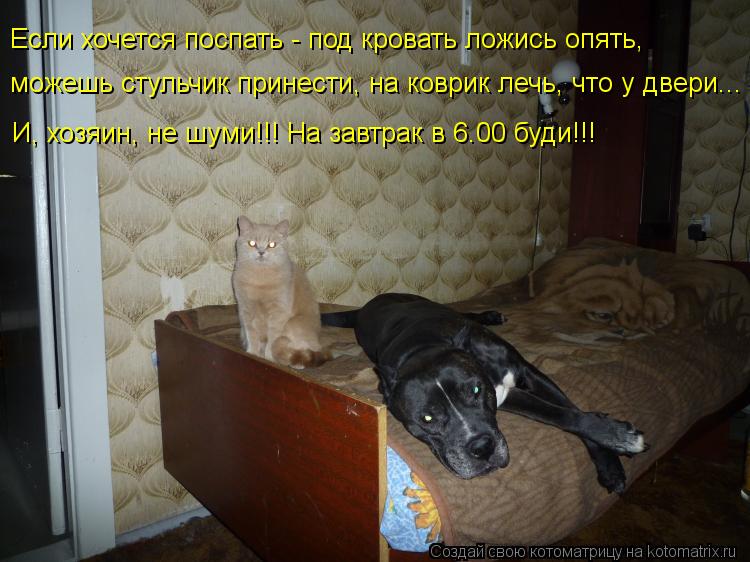 Если хочется поспать - под кровать ложись опять, можешь стульчик принести, на коврик лечь, что у двер... Котоматрица: Если хочется поспать - под кровать ложись опять, можешь стульчик принести, на коврик лечь, что у двери... И, хозяин, не шуми!!! На завтрак в 6.00 бу