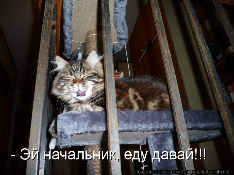 - Эй начальник, еду давай!!!... Котоматрица: - Эй начальник, еду давай!!!