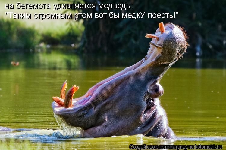 на бегемота удивляется медведь: "Таким огромным ртом вот бы медкУ поесть!"... Котоматрица: на бегемота удивляется медведь: "Таким огромным ртом вот бы медкУ поесть!"