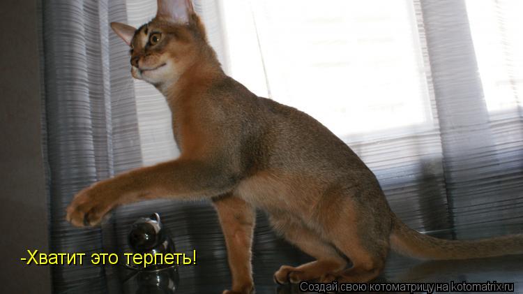 -Хватит это терпеть!... Котоматрица: -Хватит это терпеть!