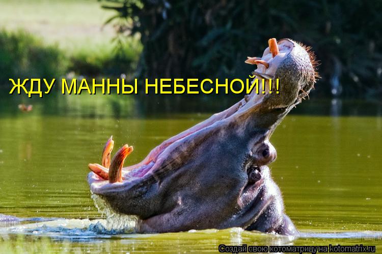 ЖДУ МАННЫ НЕБЕСНОЙ!!!... Котоматрица: ЖДУ МАННЫ НЕБЕСНОЙ!!!