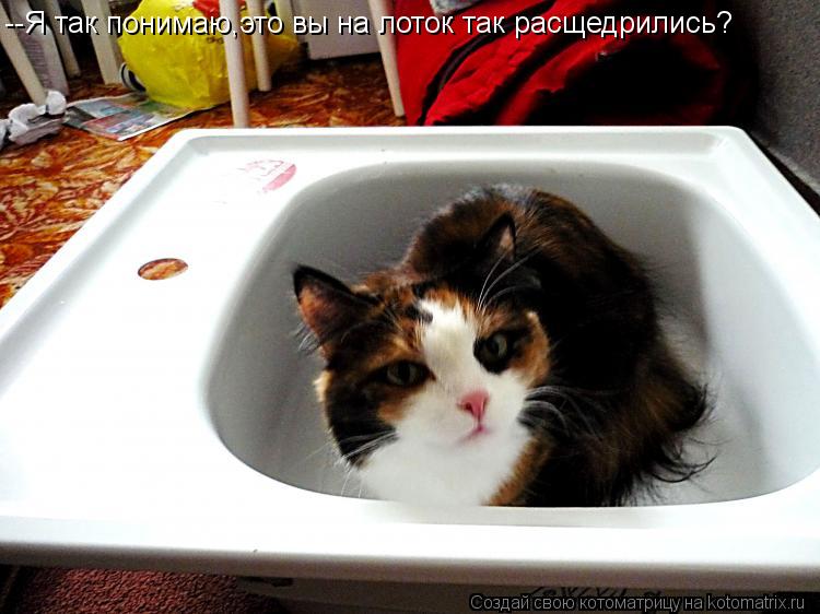 --Я так понимаю,это вы на лоток так расщедрились?... Котоматрица: --Я так понимаю,это вы на лоток так расщедрились?