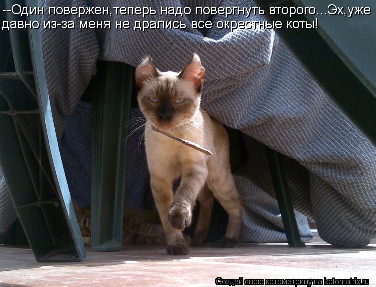 --Один повержен,теперь надо повергнуть второго...Эх,уже давно из-за меня не дрались все окрестные кот... Котоматрица: --Один повержен,теперь надо повергнуть второго...Эх,уже давно из-за меня не дрались все окрестные коты!