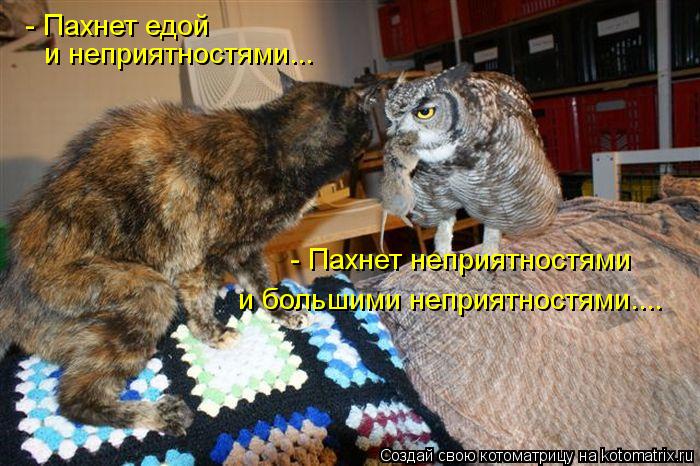 - Пахнет едой и неприятностями... - Пахнет неприятностями и большими неприятностями....... Котоматрица: - Пахнет едой и неприятностями... - Пахнет неприятностями и большими неприятностями....