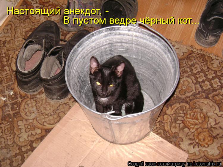 Настоящий анекдот, - В пустом ведре чёрный кот...... Котоматрица: Настоящий анекдот, - В пустом ведре чёрный кот...