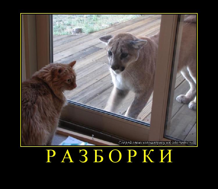 разборки ... Котоматрица: разборки