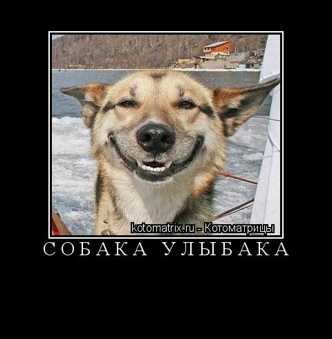 Собака улыбака ... Котоматрица: Собака улыбака