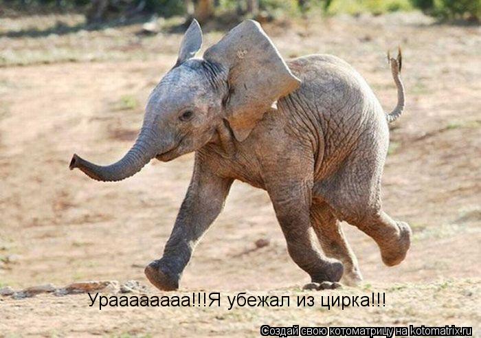 Ураааааааа!!!Я убежал из цирка!!!... Котоматрица: Ураааааааа!!!Я убежал из цирка!!!