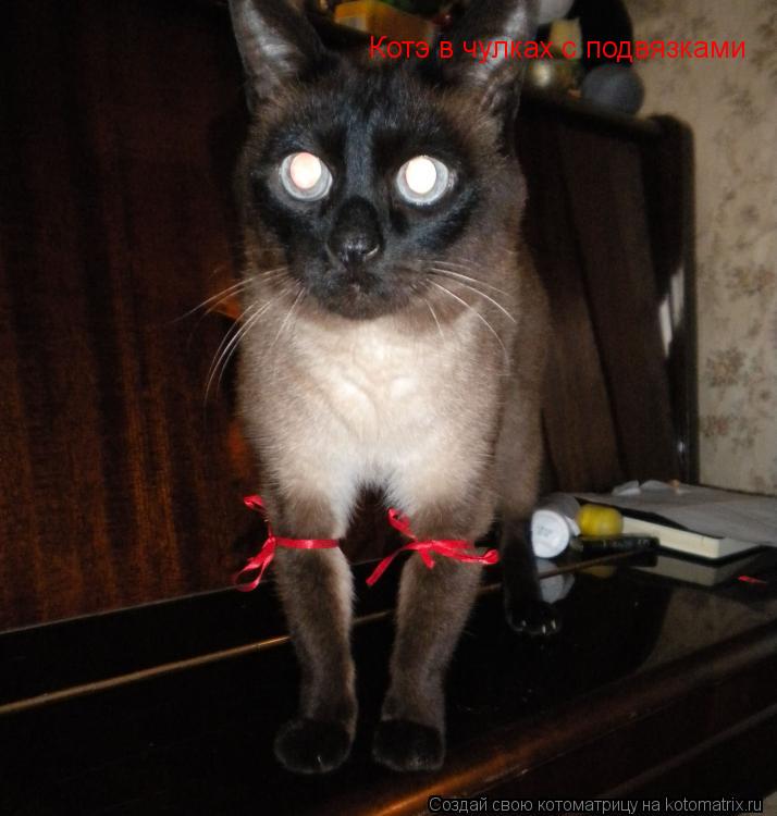 Котэ в чулках с подвязками... Котоматрица: Котэ в чулках с подвязками