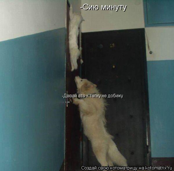 -Сию минуту -Давай ато к тапку не добижу... Котоматрица: -Сию минуту -Давай ато к тапку не добижу