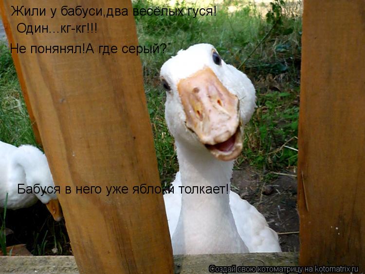 Жили у бабуси,два весёлых гуся! Один...кг-кг!!! Не понянял!А где серый? Бабуся в него уже яблоки толк... Котоматрица: Жили у бабуси,два весёлых гуся! Один...кг-кг!!! Не понянял!А где серый? Бабуся в него уже яблоки толкает!