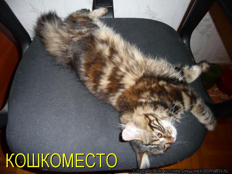 КОШКОМЕСТО... Котоматрица: КОШКОМЕСТО
