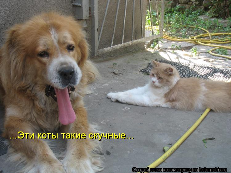 ...Эти коты такие скучные...... Котоматрица: ...Эти коты такие скучные...