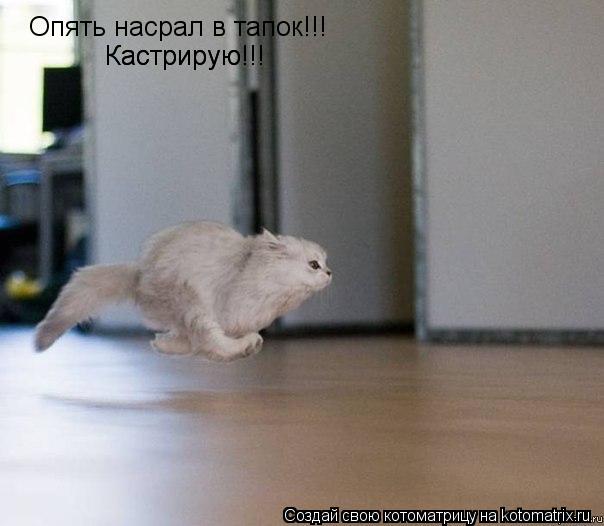 Опять насрал в тапок!!! Кастрирую!!! Кастрирую!!!... Котоматрица: Опять насрал в тапок!!! Кастрирую!!! Кастрирую!!!