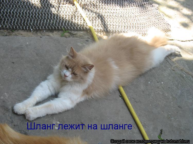 Шланг лежит на шланге... Котоматрица: Шланг лежит на шланге