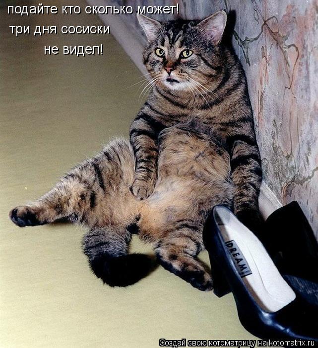 подайте кто сколько может! три дня сосиски не видел!... Котоматрица: подайте кто сколько может! три дня сосиски не видел!