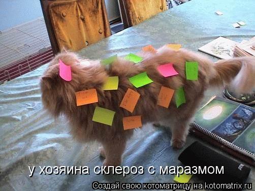 у хозяина склероз с маразмом... Котоматрица: у хозяина склероз с маразмом