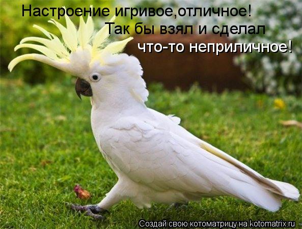 Настроение игривое,отличное! Так бы взял и сделал что-то неприличное!... Котоматрица: Настроение игривое,отличное! Так бы взял и сделал что-то неприличное!