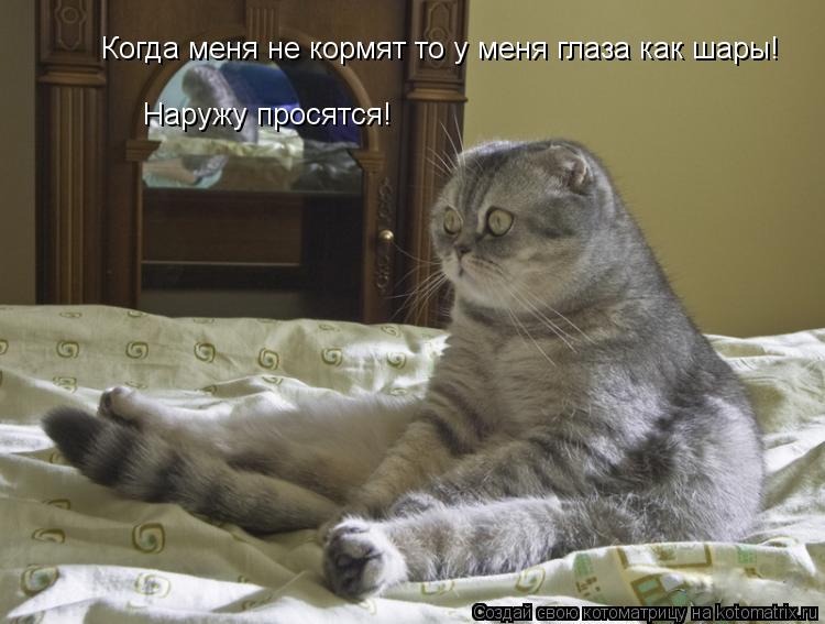 Когда меня не кормят то у меня глаза как шары! Наружу просятся!... Котоматрица: Когда меня не кормят то у меня глаза как шары! Наружу просятся!