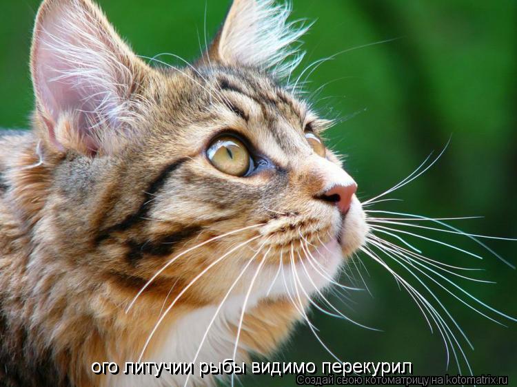 ого литучии рыбы видимо перекурил ого литучии рыбы видимо перекурил... Котоматрица: ого литучии рыбы видимо перекурил ого литучии рыбы видимо перекурил