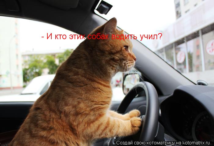 - И кто этих собак водить учил?... Котоматрица: - И кто этих собак водить учил?