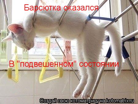 Барсютка оказался В "подвешенном" состоянии... Котоматрица: Барсютка оказался В "подвешенном" состоянии