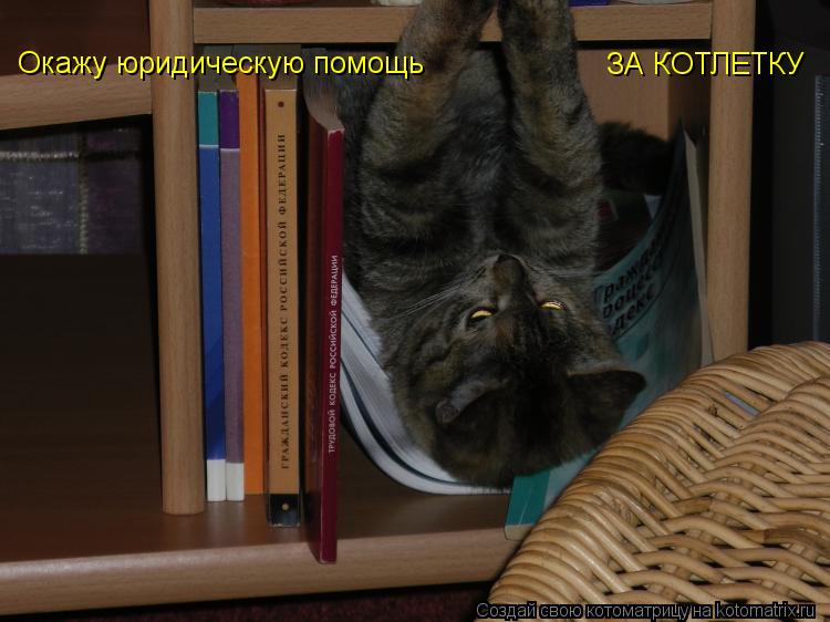 Окажу юридическую помощь ЗА КОТЛЕТКУ... Котоматрица: Окажу юридическую помощь ЗА КОТЛЕТКУ