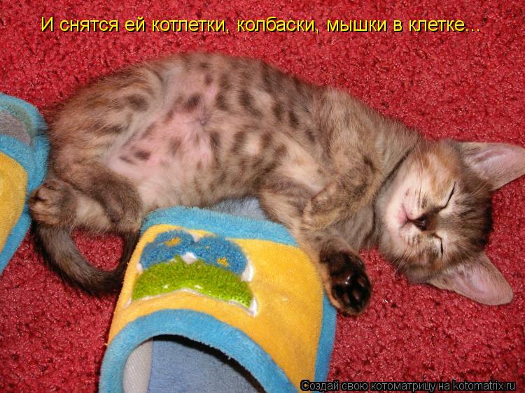 И снятся ей котлетки, колбаски, мышки в клетке...... Котоматрица: И снятся ей котлетки, колбаски, мышки в клетке...