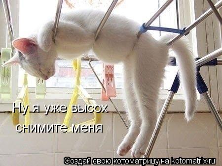 Ну я уже высох снимите меня... Котоматрица: Ну я уже высох снимите меня