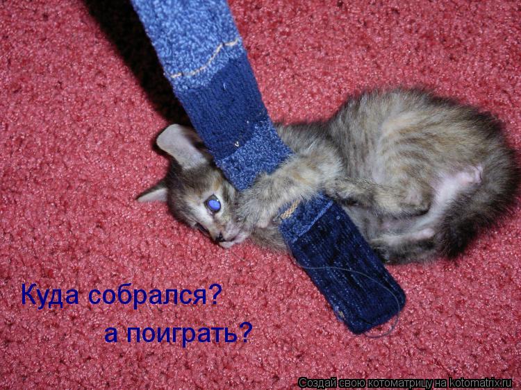 Куда собрался? а поиграть?... Котоматрица: Куда собрался? а поиграть?
