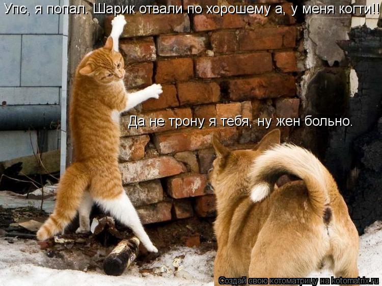 Котоматрица: Упс, я попал. Шарик отвали по хорошему а, у меня когти!! Да не трону я тебя, ну жен больно.