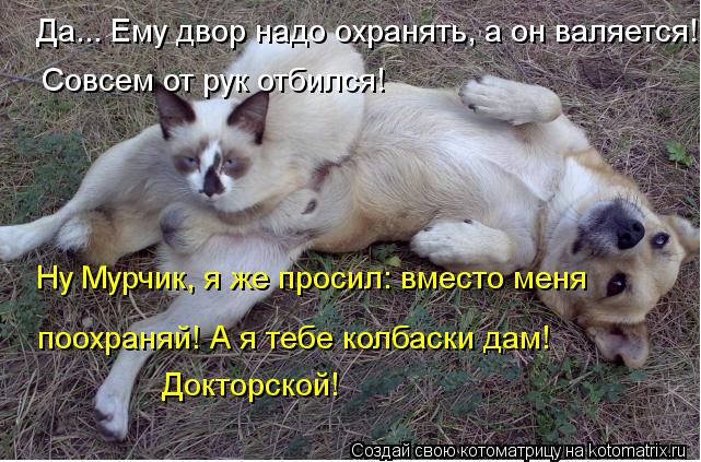 Да... Ему двор надо охранять, а он валяется! Совсем от рук отбился! Ну Мурчик, я же просил: вместо ме... Котоматрица: Да... Ему двор надо охранять, а он валяется! Совсем от рук отбился! Ну Мурчик, я же просил: вместо меня поохраняй! А я тебе колбаски дам! Доктор