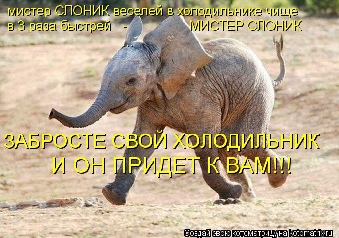 мистер СЛОНИК веселей в холодильнике чище ... ЗАБРОСТЕ СВОЙ ХОЛОДИЛЬНИК в 3 раза быстрей - ... Котоматрица: мистер СЛОНИК веселей в холодильнике чище ... ЗАБРОСТЕ СВОЙ ХОЛОДИЛЬНИК в 3 раза быстрей - МИСТЕР СЛОНИК И ОН ПРИДЕТ К ВАМ!!!
