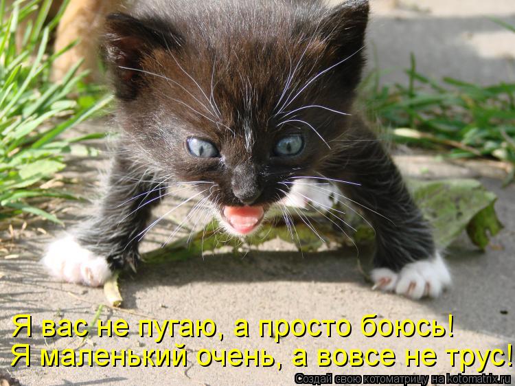 Я маленький очень, а вовсе не трус! Я вас не пугаю, а просто боюсь!... Котоматрица: Я маленький очень, а вовсе не трус! Я вас не пугаю, а просто боюсь!