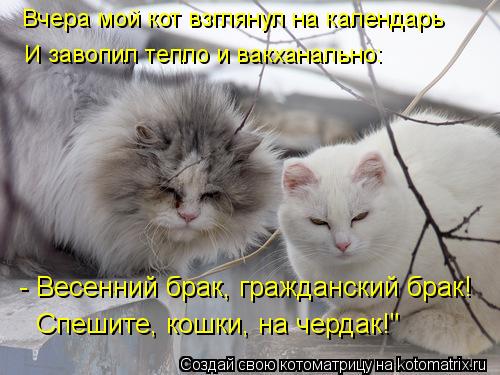 Вчера мой кот взглянул на календарь И завопил тепло и вакханально: - Весенний брак, гражданский брак!... Котоматрица: Вчера мой кот взглянул на календарь И завопил тепло и вакханально: - Весенний брак, гражданский брак! Спешите, кошки, на чердак!"