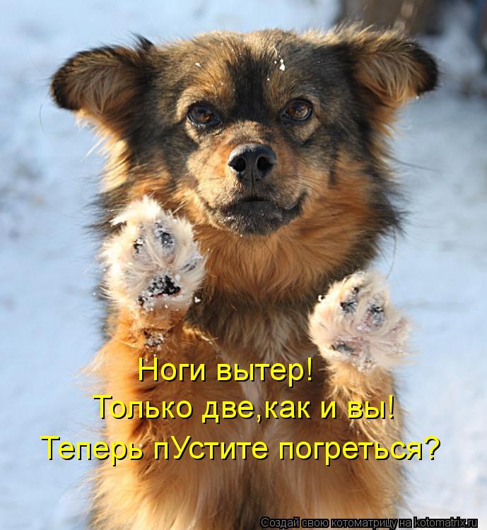 Ноги вытер! Только две,как и вы! Теперь пУстите погреться?... Котоматрица: Ноги вытер! Только две,как и вы! Теперь пУстите погреться?